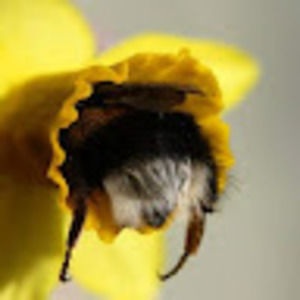 Meet your Posher, Fairy